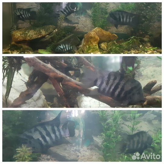 Принадлежности для аквариума, рыбки