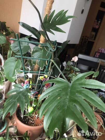 Филодендроны