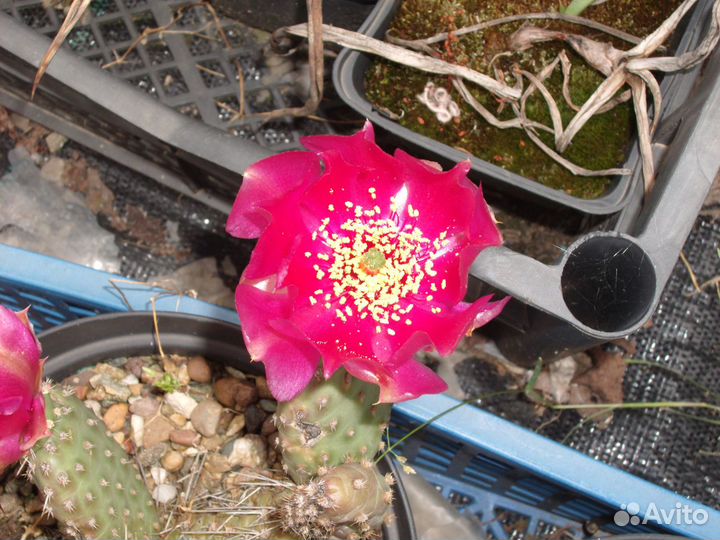 Зимостойкая опунция Namao Rose