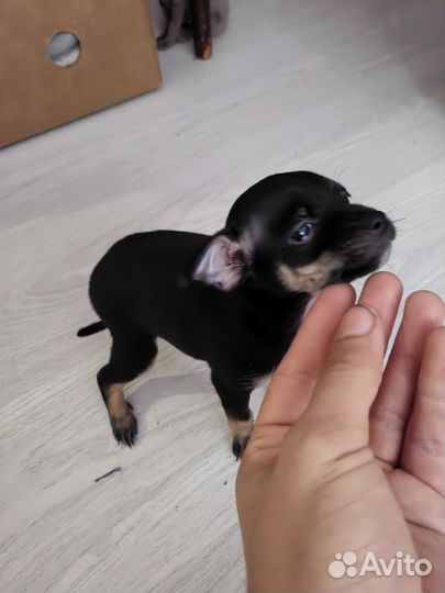 Той-терьер щенки