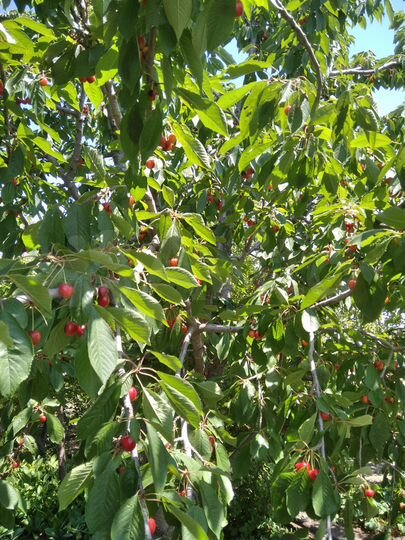 Участок 8 сот. (СНТ, ДНП)