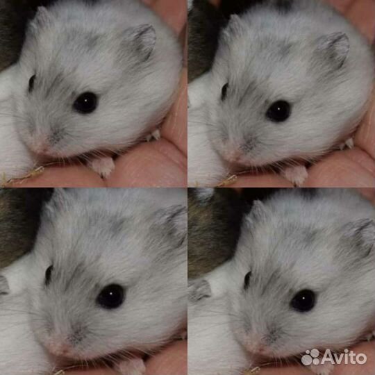 Джунгарский хомяк