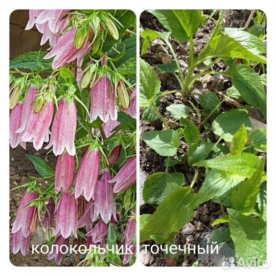 Садовые растения разные