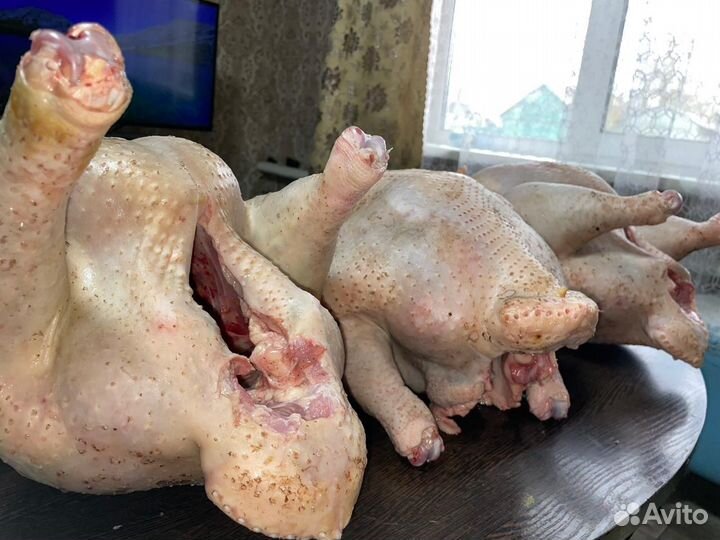 Мясо индейки