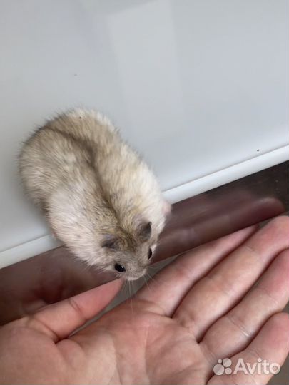 Джунгарский хомяк и сирийский