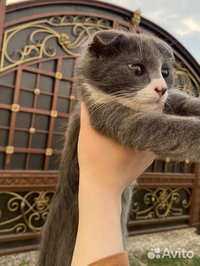 Вислоухие котята