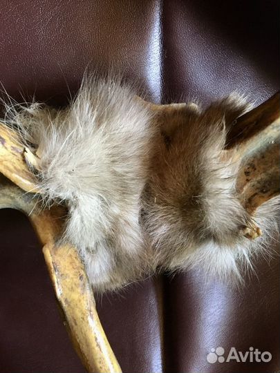 Оленьи рога