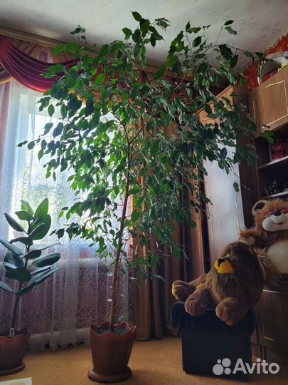 Фикус бенджамина большой
