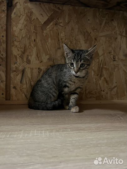 Отдам котенка, девочка