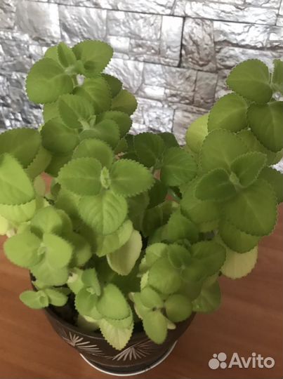 Комнатная мята