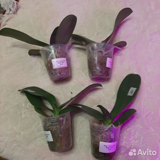 Орхидея I-Hsin Pixie Reds -'225'(бабочка)