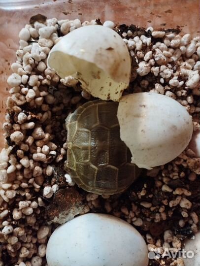 Черепаха сухопутная малыш