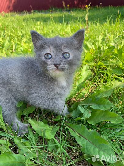 Котенок девочка