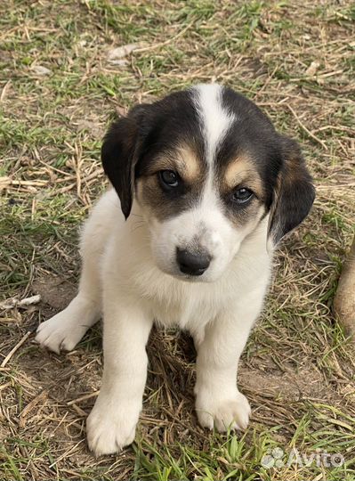 Щенок 1.5 месяца в добрые руки