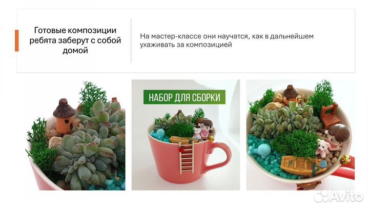 Мастер-класс с живыми растениями Суккулентами