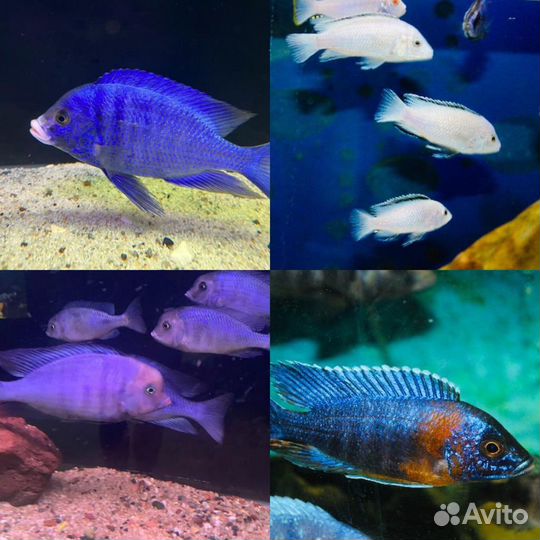 Африканские цихлиды собственного разведения