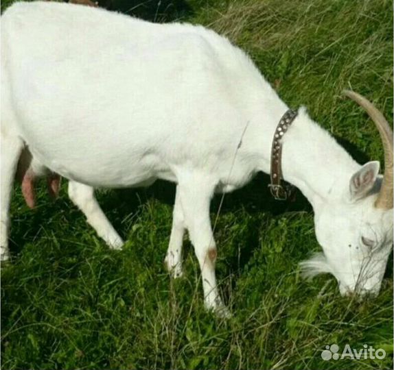Коза