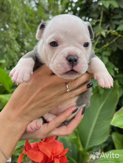 Американский булли щенки