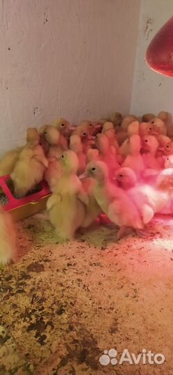 Утка Агидель