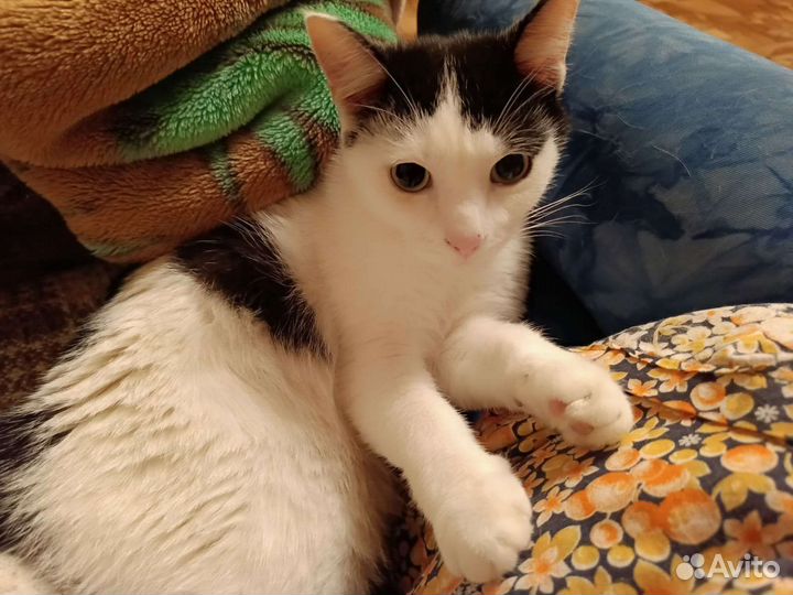 Котик в дар