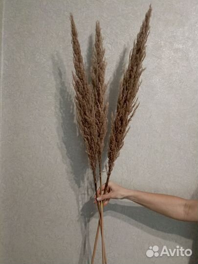 Пампасная трава