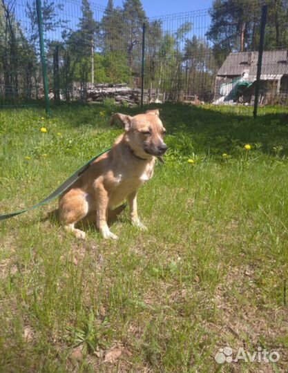 Ищет дом Мелкая Собачка Ириска