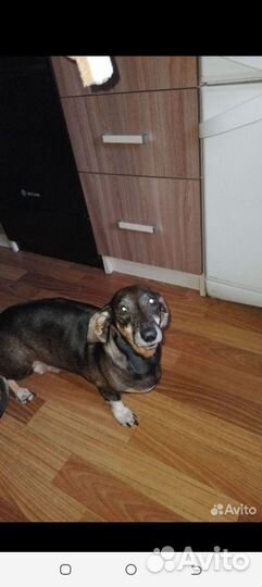 Щенки Таксы