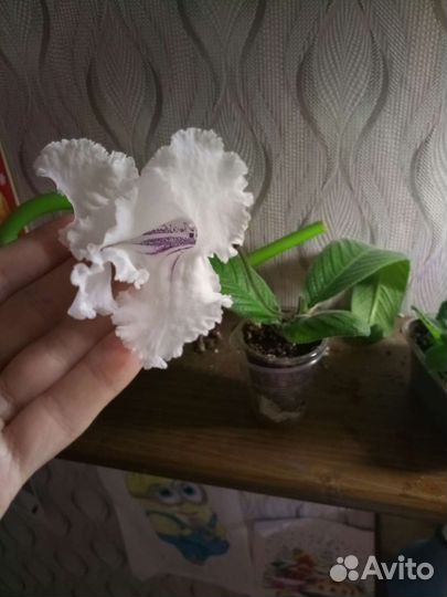 Стрептокарпус