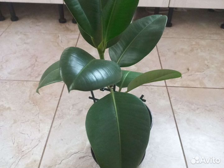 Фикус каучуконосный