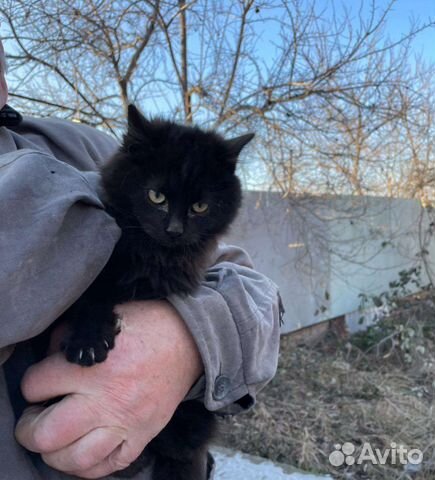 Котята
