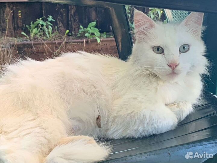 Белая кошка, кот, котята в добрые руки