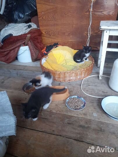 Котята в добрые руки