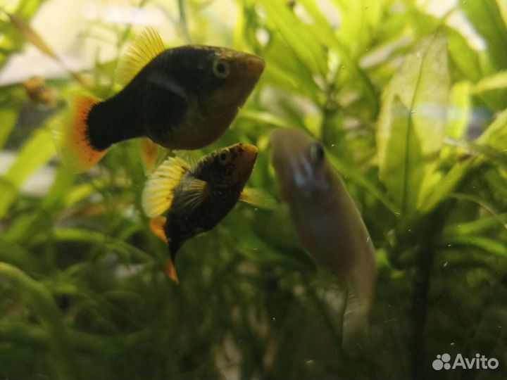 Аквариумные рыбки