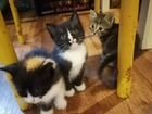 Три милейших котенка ищут дом объявление продам