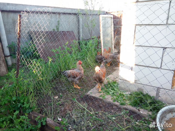 Петухи Билефельдер Фавероль Маран Брама