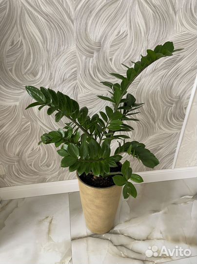 Замиокулькас