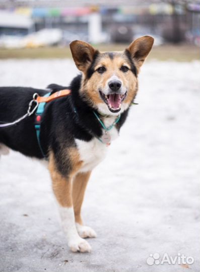 Собака в добрые руки