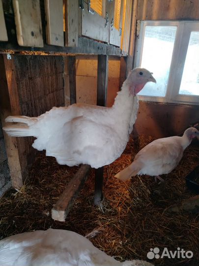 Индюки индюшата