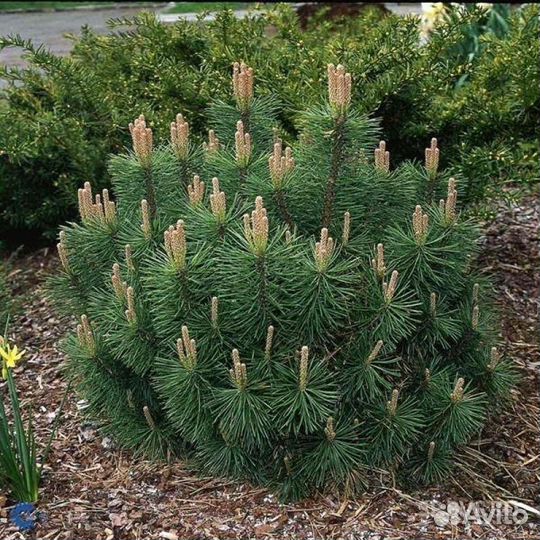 Сосна Горная Пумилио - Pinos Mugo Pumilio