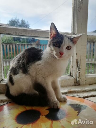 Котик