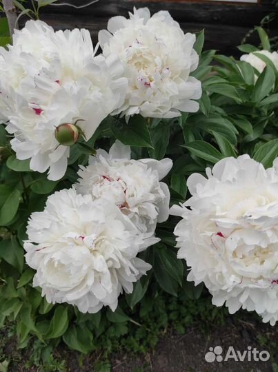 Пион белый махровый, очень красивый