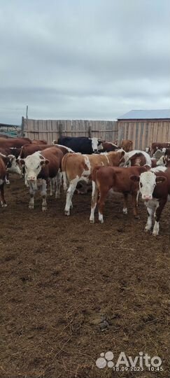 Телочки и бычки