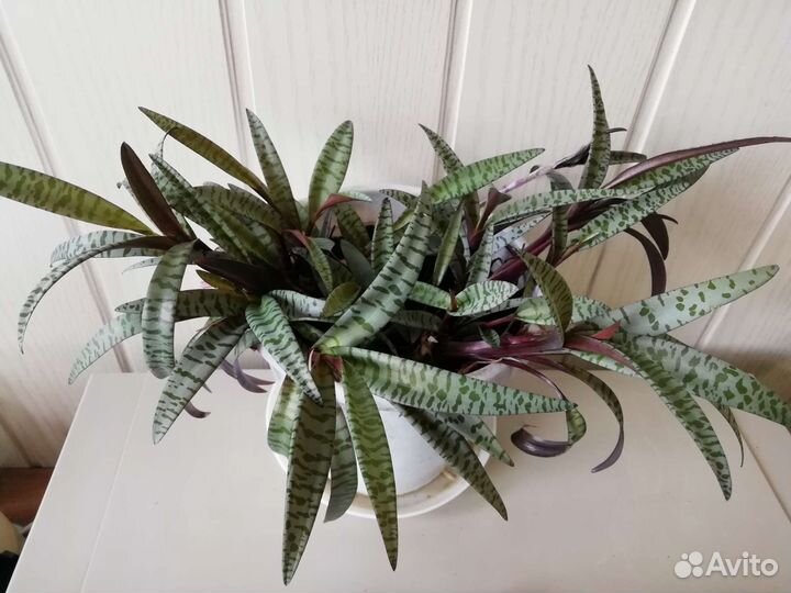 Ледебурия общественная