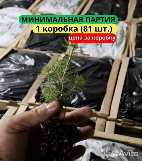 Сеянцы ели зкс в розницу
