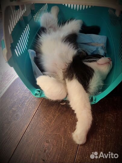 Нежный котенок