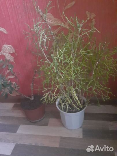 Отдам цветы