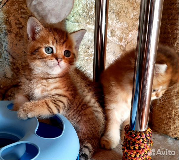 Котята драгоценного окраса