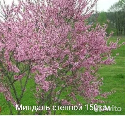 Кустарники