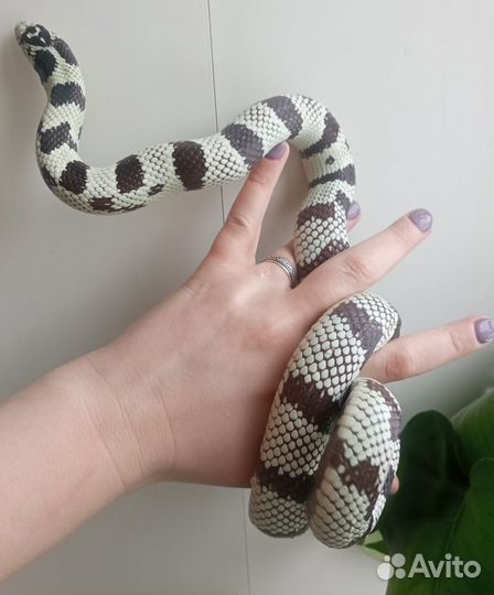 Калифорнийская королевская змея самка)