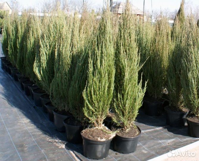 Скальный Блю Эрроу